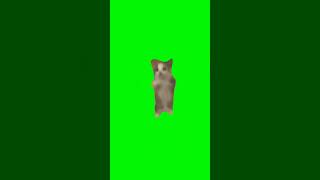 Happy Happy Cat Green Screen #Happyhappyhappy #Catmemes #Catmeme #Cats #Catgreenscreen