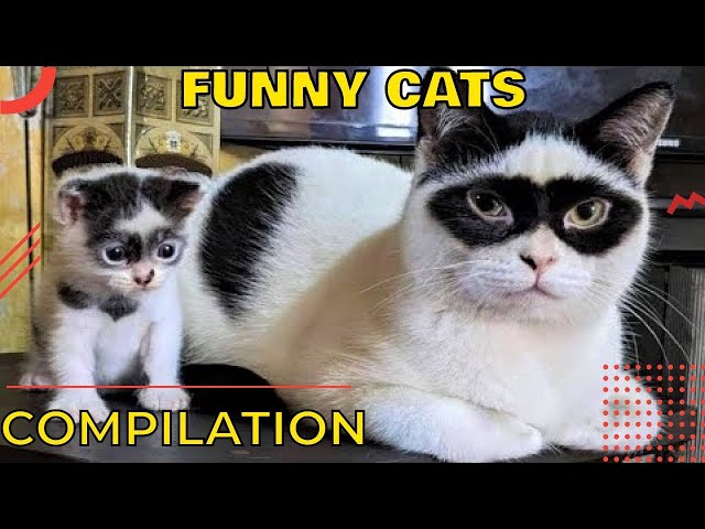 🐈‍⬛ FAN MADE CAT COMPILATION 2 #voiceover #cat #funny #fyp