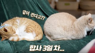 합사 3일 만에 동침하는 성격좋은 개냥이들| 눈 맞은 오대오 | 옥희의 신나는 놀이| 쫀니와 쪼꼬미들 | 베베집사 제주살이