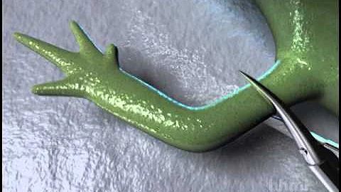 Salamander Limb Regeneration — HHMI BioInteractive Video