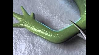 Salamander Limb Regeneration — HHMI BioInteractive Video