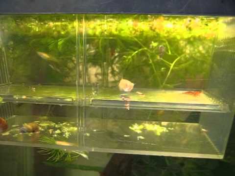 Goldfish eating attacking zebra danio fish Doovi Goldfish eating attacking zebra danio fish Doovi