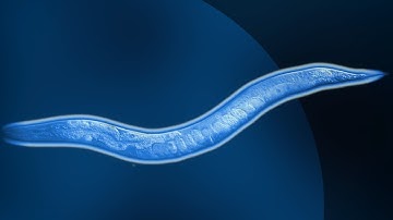 Cold as (vitreous) ice: high pressure freezing microscopic worms