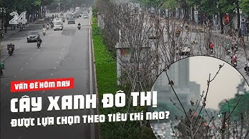 Cây xanh đô thị ở Việt Nam được lựa chọn theo tiêu chí nào? | VTV24