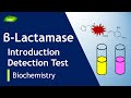 Betalactamases  antibiotic resistance  infection  enzymes  basic science series