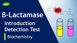 Beta-lactamases | Antibiotic Resistance | Infection | Enzymes | Basic Science Series