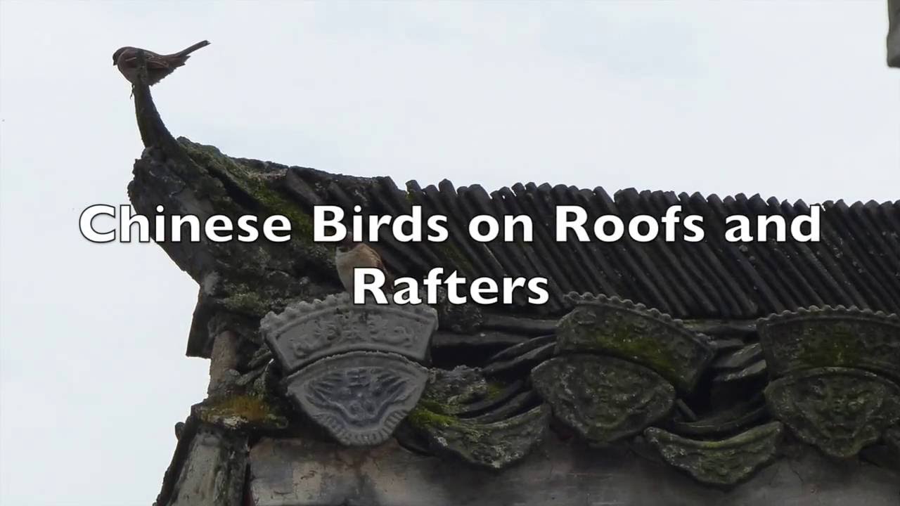 Chinese Rafters Chinese Birds on Roofs and Rafters - Amanda Richardson Artist - YouTube