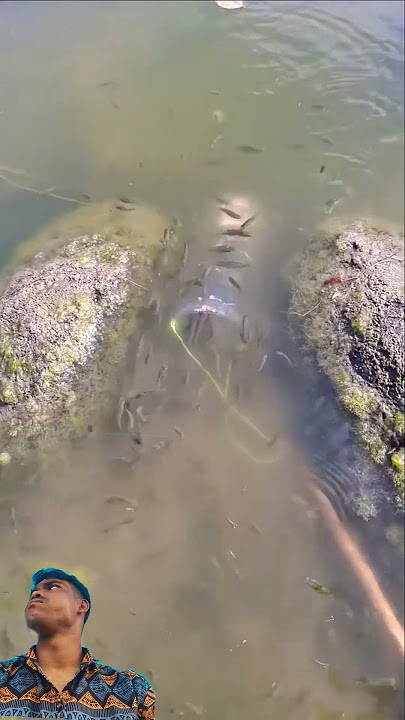 #mancing #kolamikan #fishing #ikan #mancingmania #fish #viralvideo #automobile