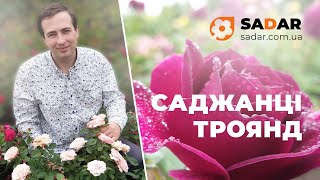 Cаженцы роз от питомника SADAR