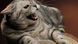 How to Calm an Angry Cat