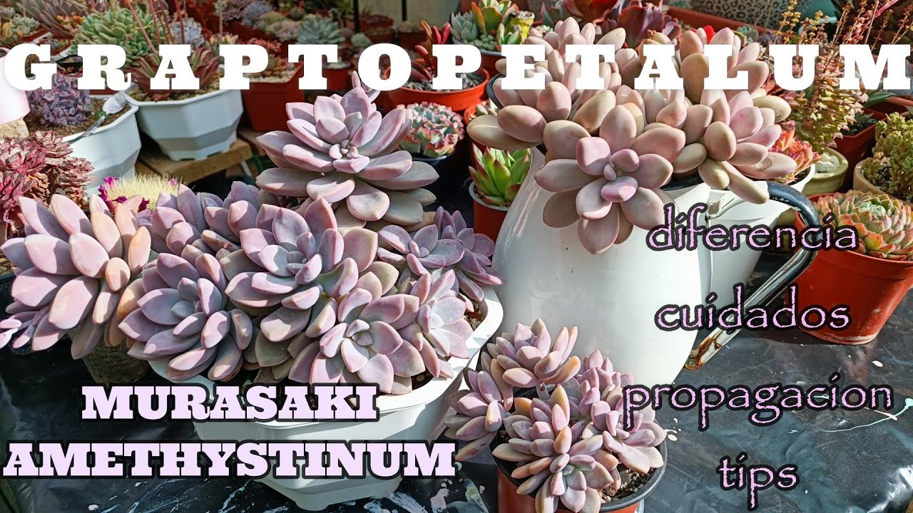 GRAPTOPETALUM MURASAKI VS AMETHYSTINUM