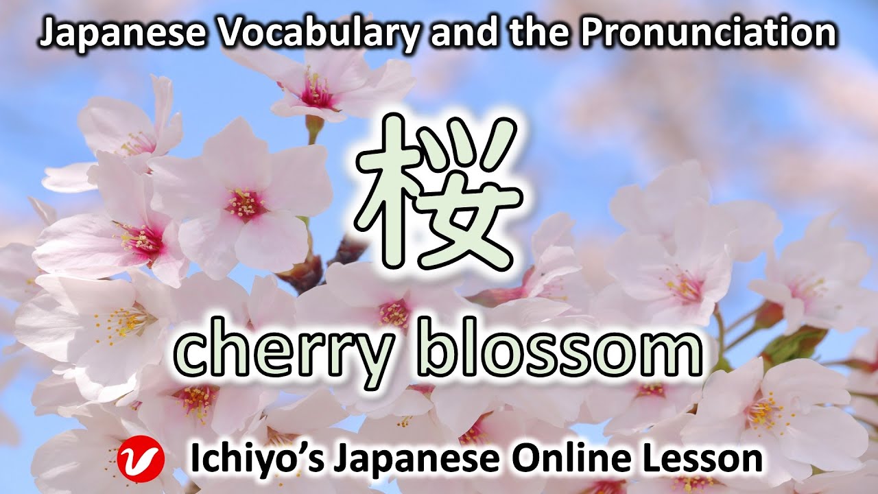 桜 (さくら、サクラ、sakura) | cherry blossom | Japanese Vocabulary