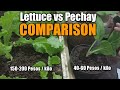 SAAN KA MAS KIKITA, sa pagtatanim ng lettuce o pechay?