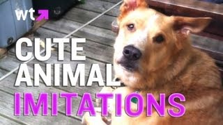 The Cutest Animal Impressions EVER (feat. Cecil the Dog) | What's Trending Now