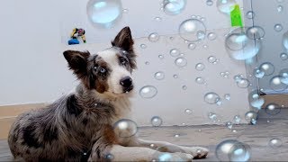 Baño Perfecto  Bañando a mi perro PASO A PASO