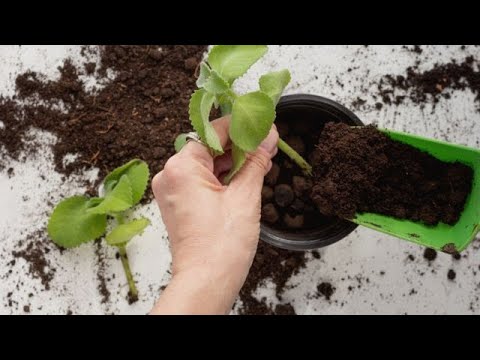 Video: Tipos de viburnum abigarrado: aprenda sobre los viburnum con hojas abigarradas
