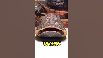 Can Turtles Leave Their Shells? 🐢