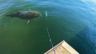 DROPPING a BAIT on this MONSTER was INSANE!!!