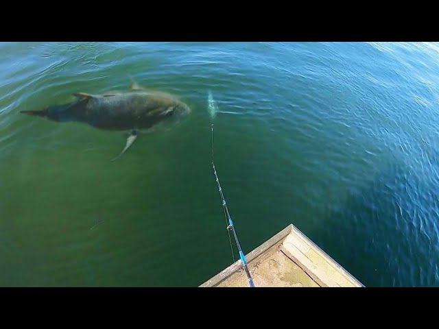 TW'S Bait and Tackle - Peake Fishing crew back at it down at the point  catching some big Sandbar Shark on spinning gear!