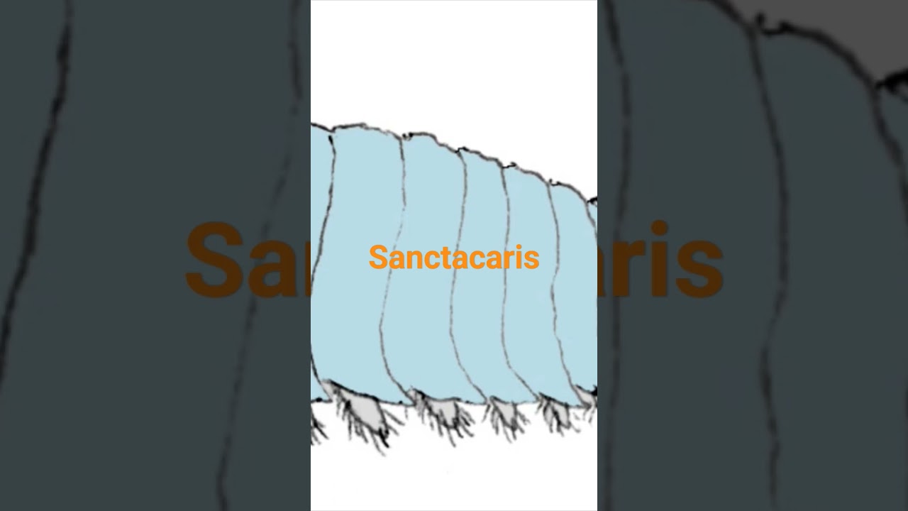 Sanctacaris [UN PASEO POR EL MUNDO]