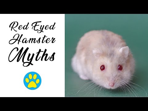 blind hamster