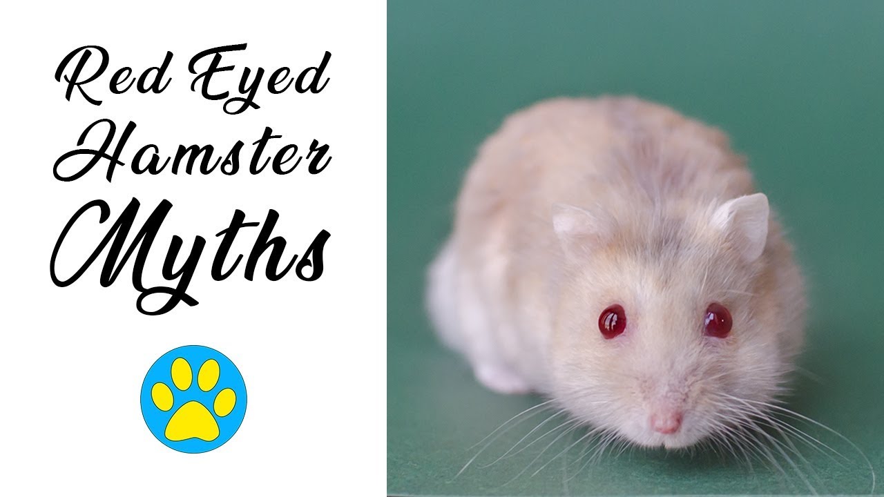 Red Eyed Hamsters | Myths 