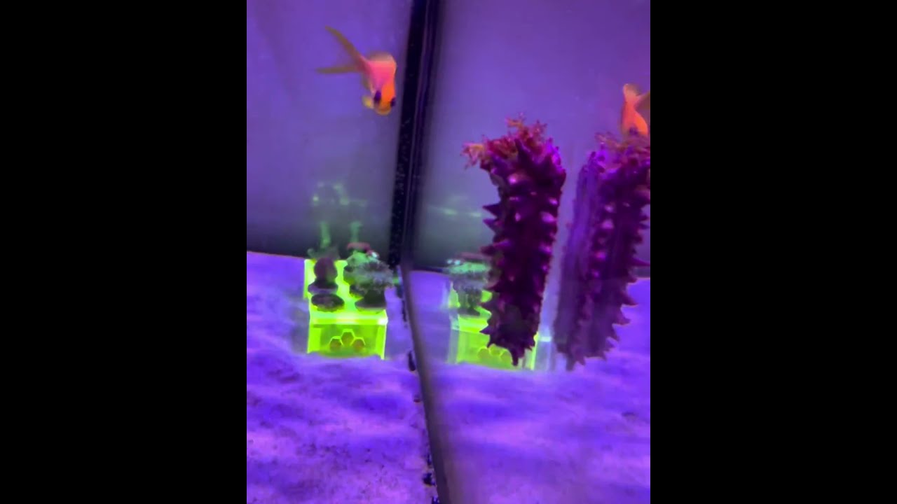My Experience with a Sea Cucumber in my Mixed Reef Saltwater Marine