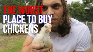 Dont Buy Chickens From Tractor Supply Co