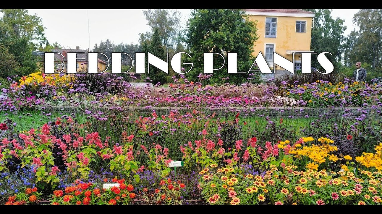 Finnish Summer Flowers : How Bedding Plants Grow Outdoors in Finland