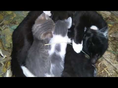 Mother Cat Breastfeeding Her Babies / Yavrularını Emziren Anne Kedi