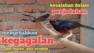 Kesalahan penjodohan ber bulan² gak produk