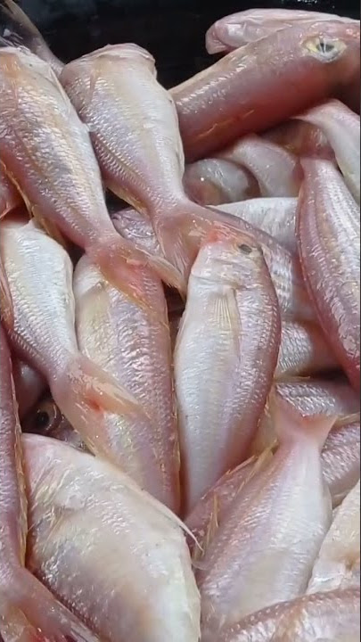 ikan munir , kuniran punya rehan, fresh, segala jenis ikan yang baru mendarat