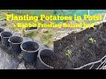 Planting Potatoes in Pots and rabbit proofing the raspberries, Starting a Market Garden Part 1