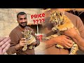 Hum ny tiger kitne ka liya price revealed 