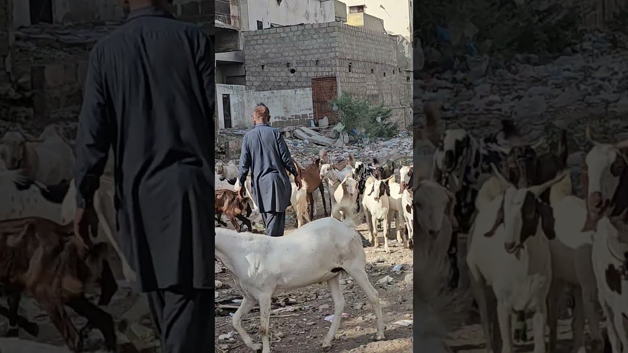 #qurbanikifazilat #muftitariqmasood #viralshortsvideo #eidspecial #eidshopping