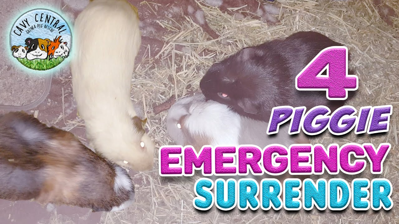 Four guinea pigs come in for emergency care at Cavy Central YouTube