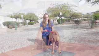 PRC Video Series: How To Read Canine Body Language