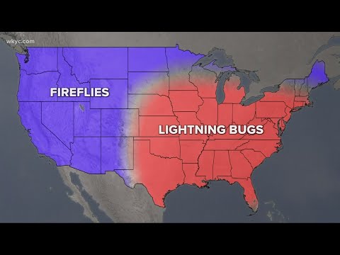 How To Attract Lightning Bugs In Your Yard And The Best Places To See Them YouTube