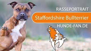 ► Staffordshire Bullterrier [2021] History, Appearance, Temperament, Training, Exercise, Health