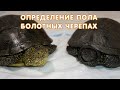 Определение пола болотных черепах