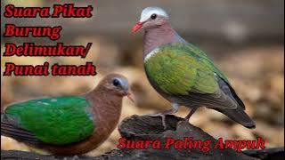 Suara Pikat Burung Delimukan/Punai tanah | terbukti Sangat Ampuh