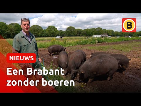 Geen ruimte meer voor landbouw in Brabant door strenge stiktofnormen | Omroep Brabant