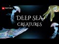 "Deep Ocean Creatures: The Bizarre Life Hidden in the Abyss"