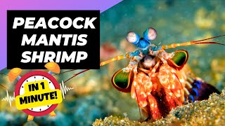 Peacock Mantis Shrimp 💥 Epic Underwater Puncher! | 1 Minute Animals by 1 Minute Animals 2,902 views 1 month ago 1 minute, 4 seconds