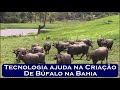 Tecnologia ajuda na Criação de Búfalo na Bahia (Parte 2) - Myx 10