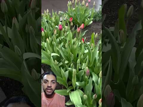 ابصال التوليب بكميات         زراعت