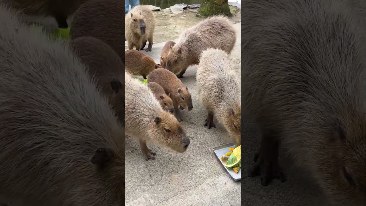 Japan Zoo! Inside the World's Most Interactive Park Feeding 2000 Animals