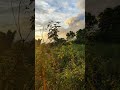 View Outside The Window After A Heavy Rain Original Sound Nature Shorts Viral Birds View Outside The Window After A Heavy Rain Original Sound Nature Shorts Viral Birds