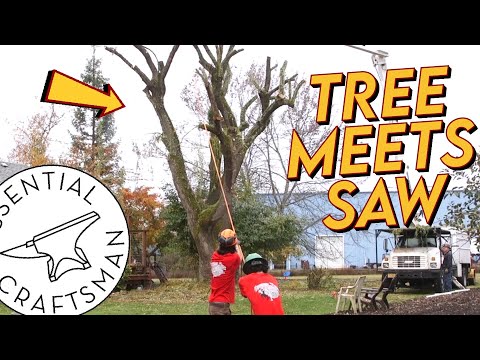 Trimming (MASSACRE) a Large Willow Tree