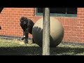 Giant toy ball creeps out gorilla youngster